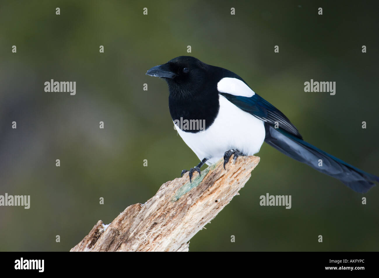 Gazza appollaiato su un snowy fronda, Estonia Foto Stock