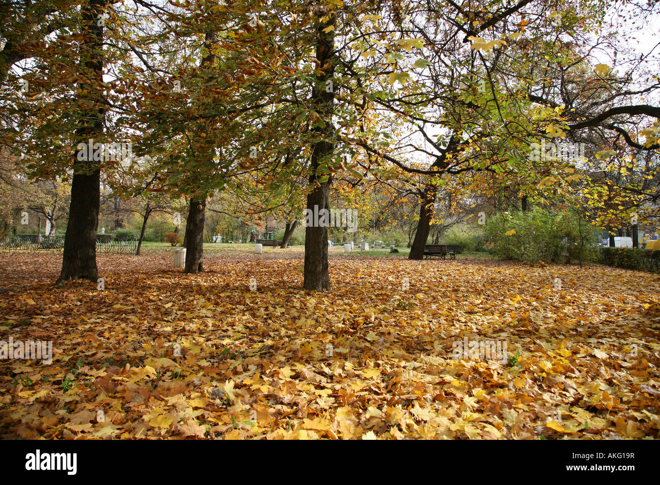 Le foglie del parco nel centro di Sofia Bulgaria Foto Stock