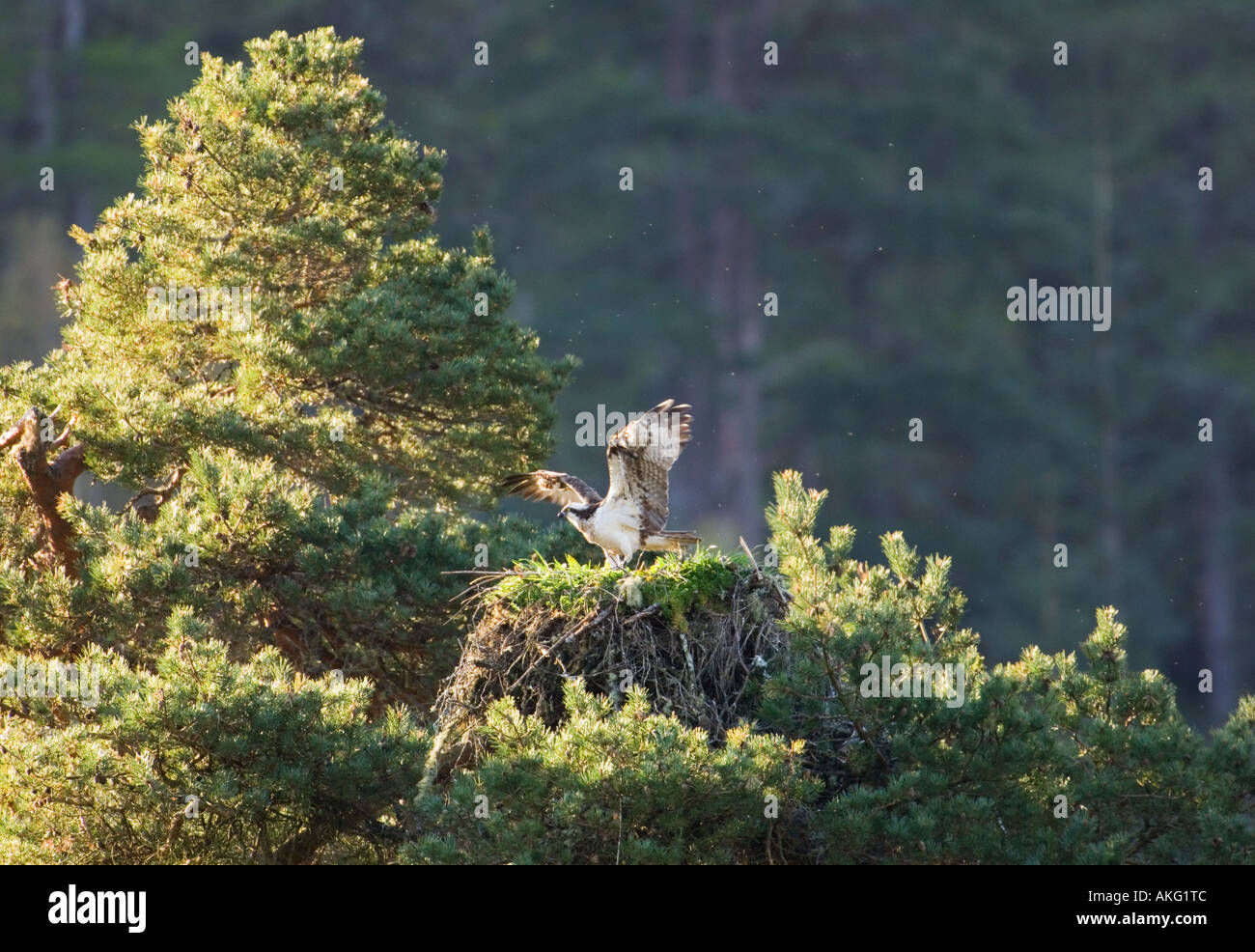 Femmina osprey allungando le sue ali al nido Foto Stock