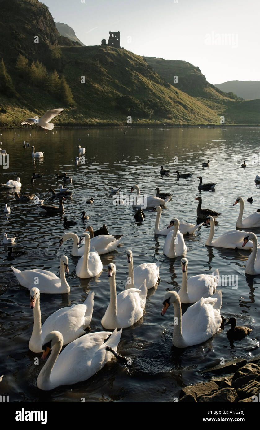 I cigni su Saint Margaret's Loch in Edinburgh Holyrood Park con San Antonio Cappella che si affaccia. Foto Stock