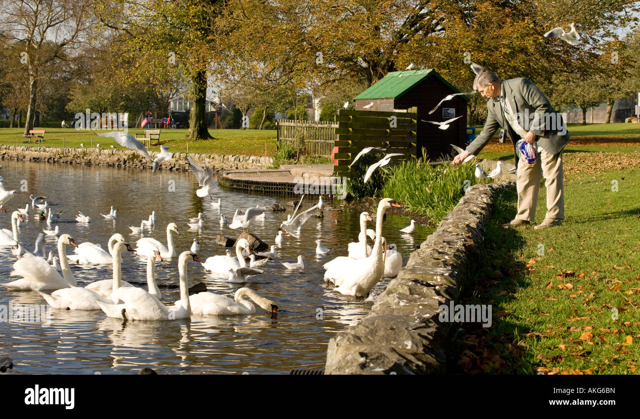 Cigni e gabbiani ad Carlingwark Loch essendo alimentato Castle Douglas Regno Unito Scozia Foto Stock