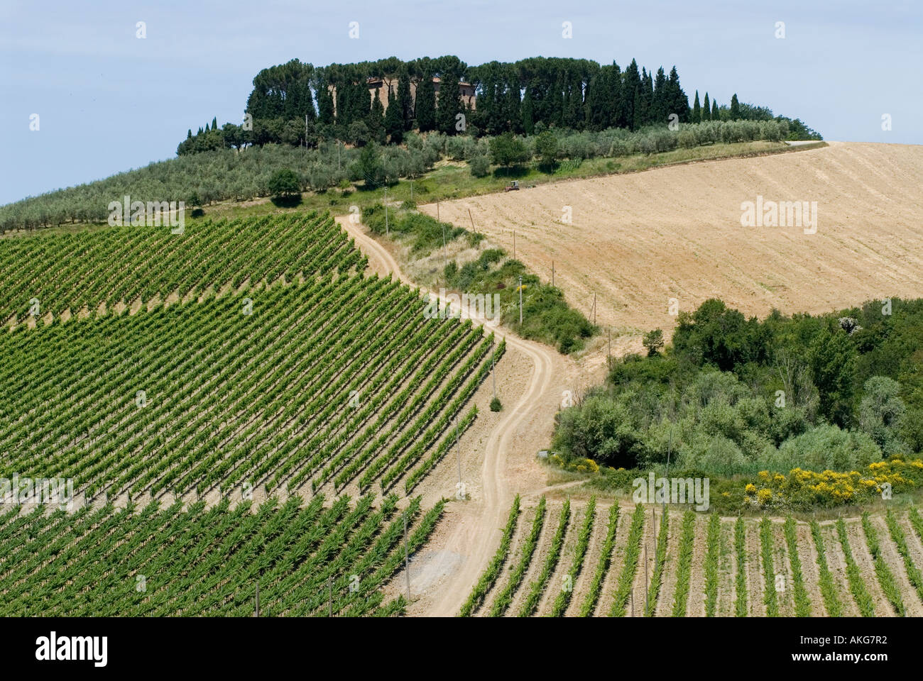 Italia Toscana vigneti nella regione del Chianti vicino a rada IN CHIANTI 2006 Foto Stock