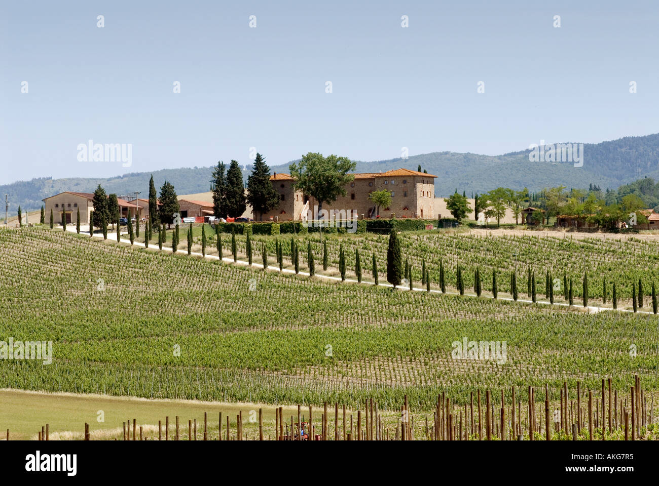 Italia Toscana vigneti nella regione del Chianti vicino a rada IN CHIANTI 2006 Foto Stock