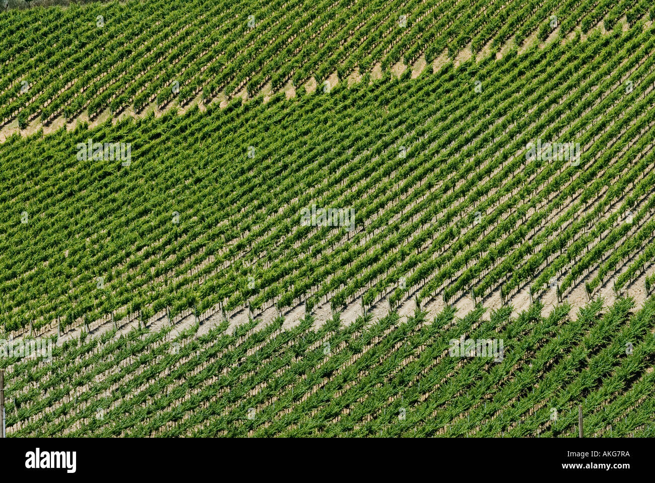 Italia Toscana vigneti nella regione del Chianti vicino a rada IN CHIANTI 2006 Foto Stock