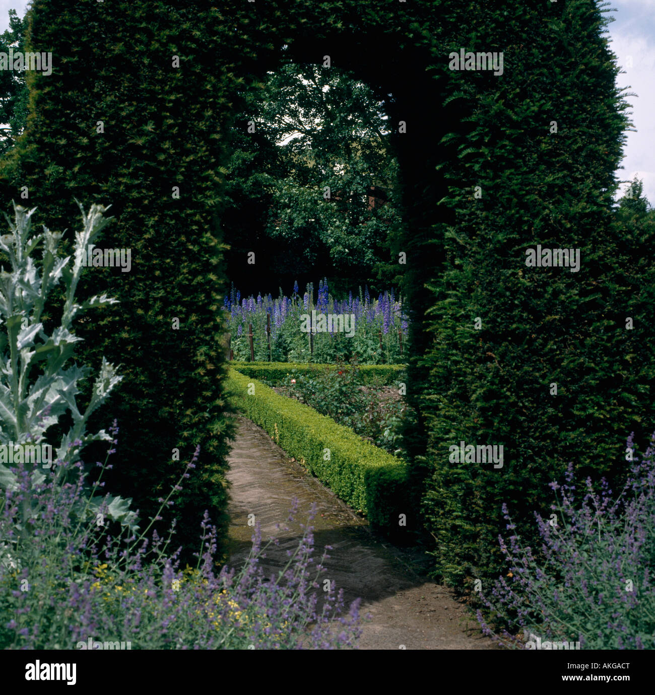 Blue nepeta accanto al percorso attraverso agganciato il faggio arch al giardino formale con delphiniums e agganciata siepe di bosso Foto Stock
