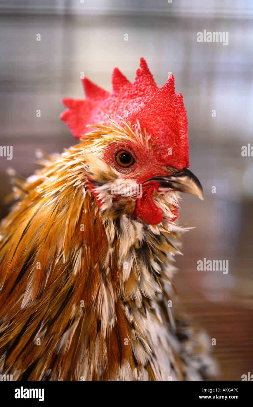 Pollo Foto Stock