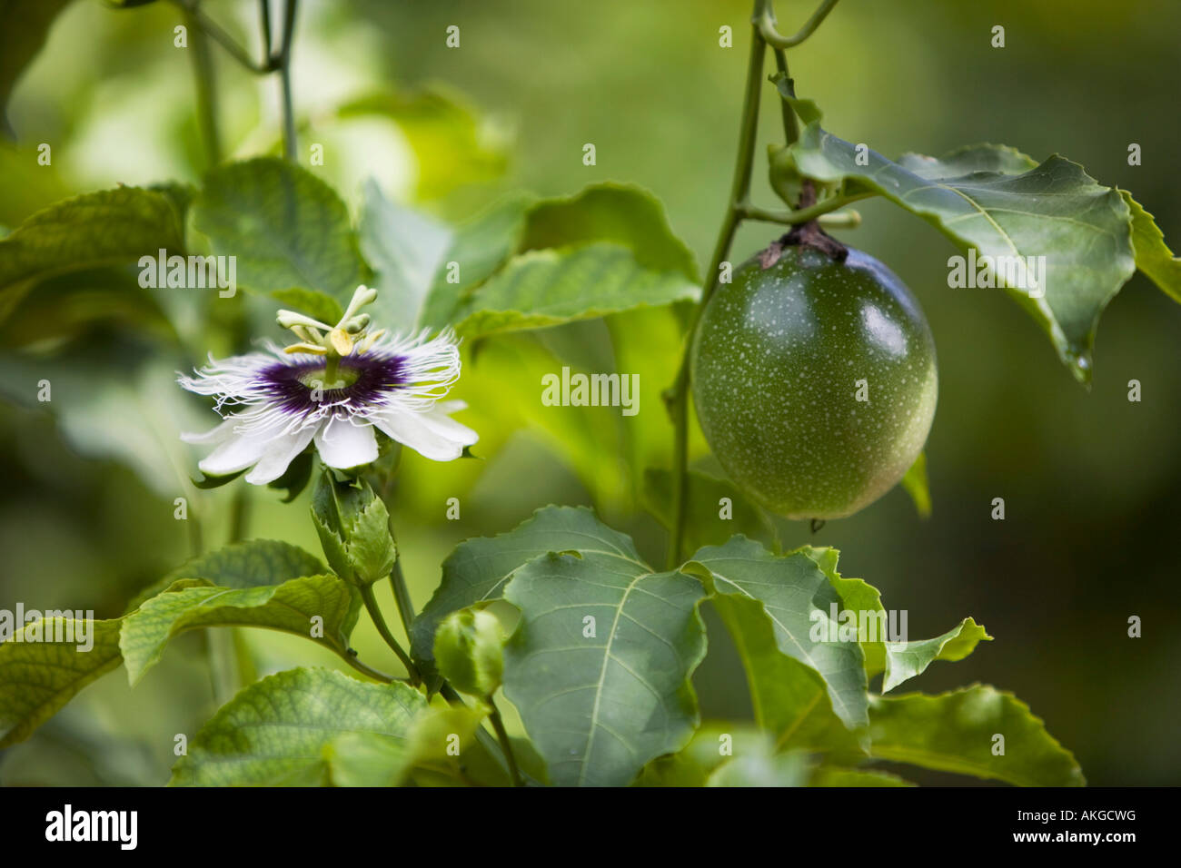 Fiore della passione Passiflora edulis flavicarpa Foto Stock