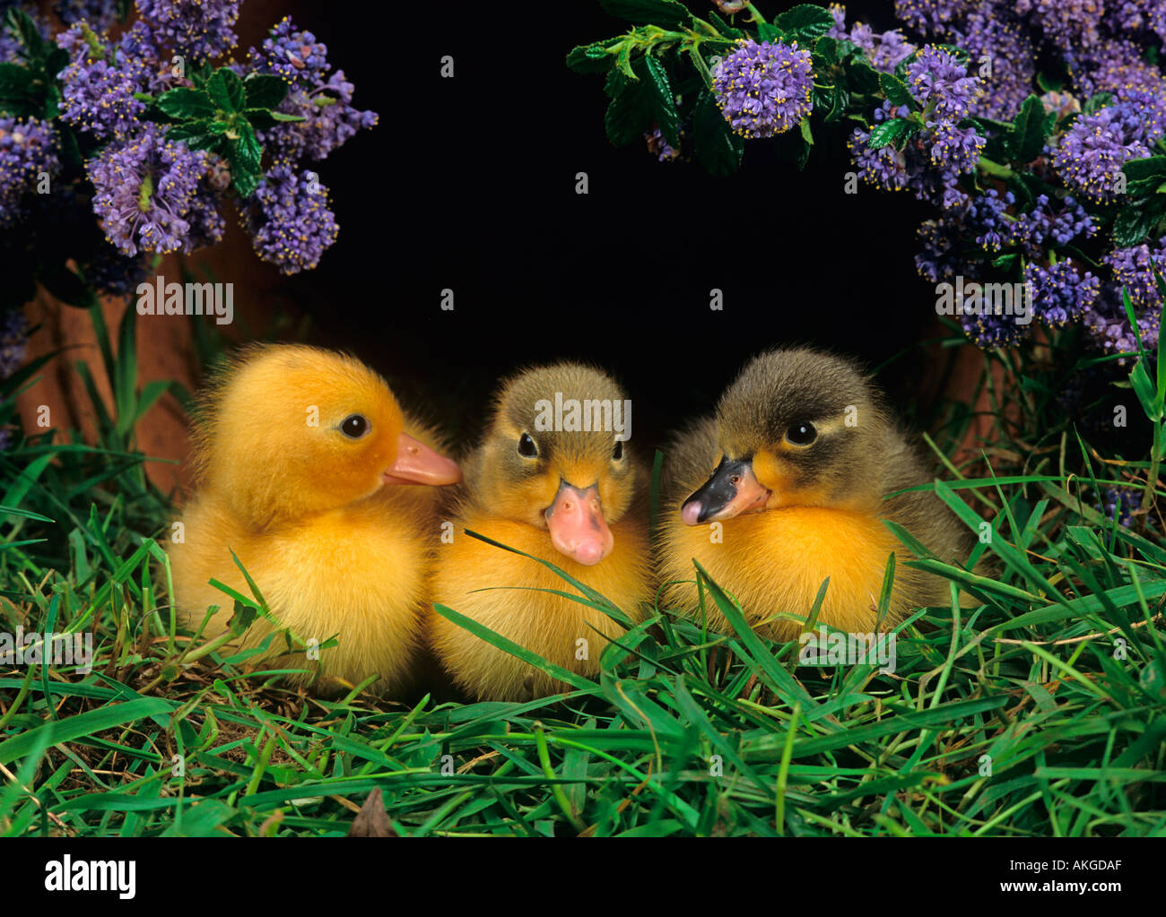 Di recente le ochette tratteggiata su erba con la primavera sbocciano i fiori Foto Stock