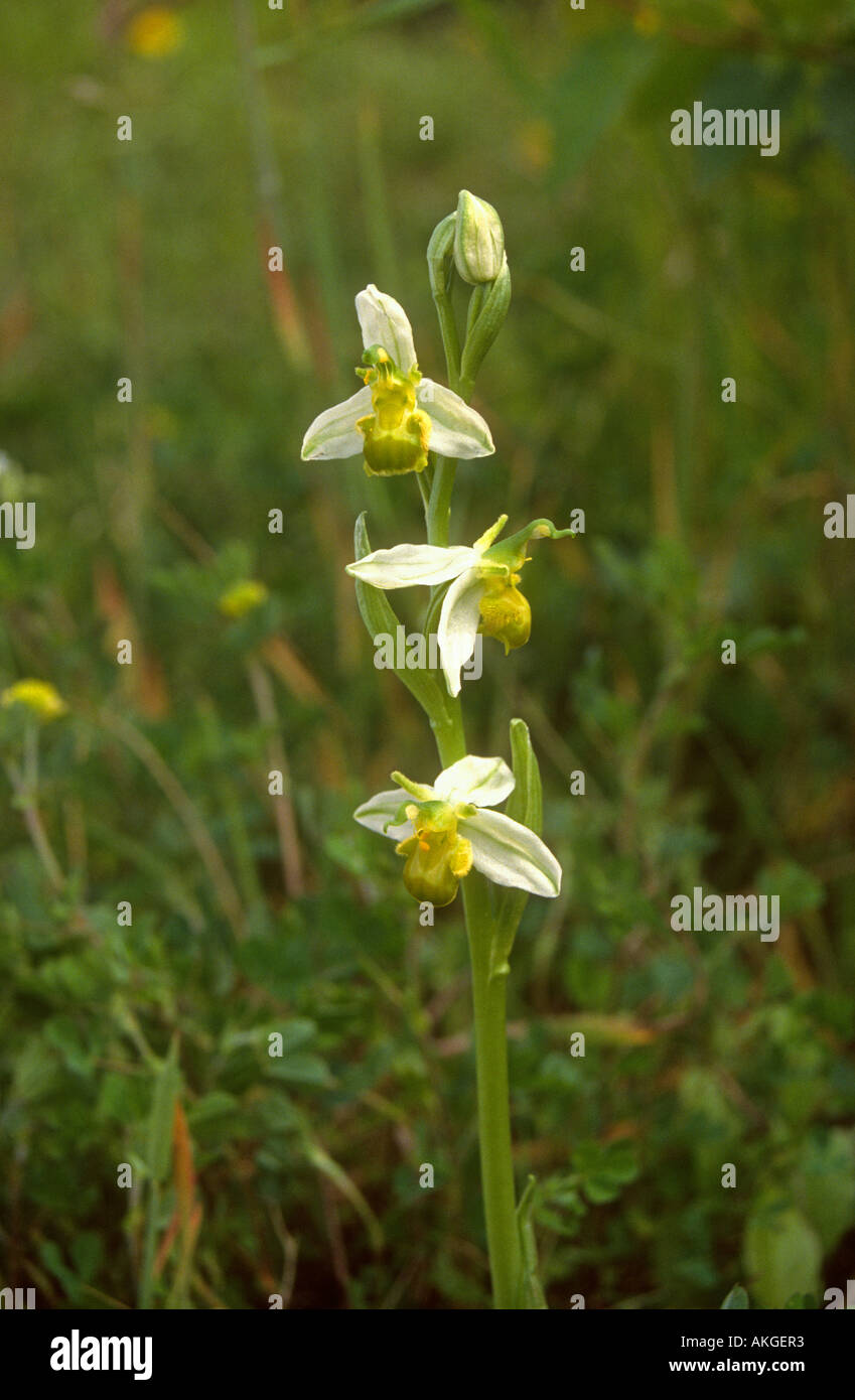 Bee Orchid Ophrys apifera chlorantha close-up della fase di bianco piante in fiore, Maltby bassa comune, South Yorkshire, Inghilterra Foto Stock