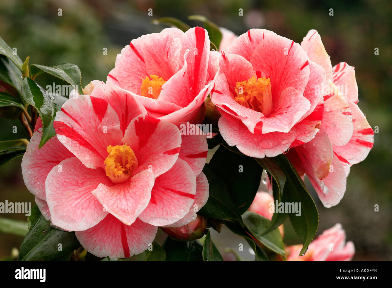 Camellia japonica 'Oki-no-nami" Foto Stock