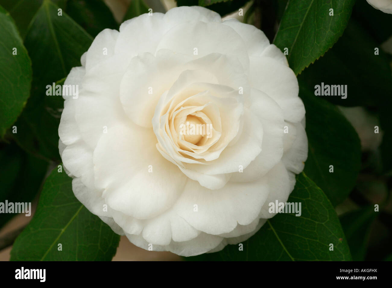 Camellia japonica "Alba" Plena Foto Stock