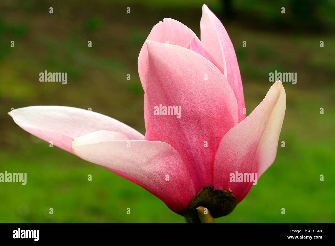 Magnolia "guerre stellari" Foto Stock