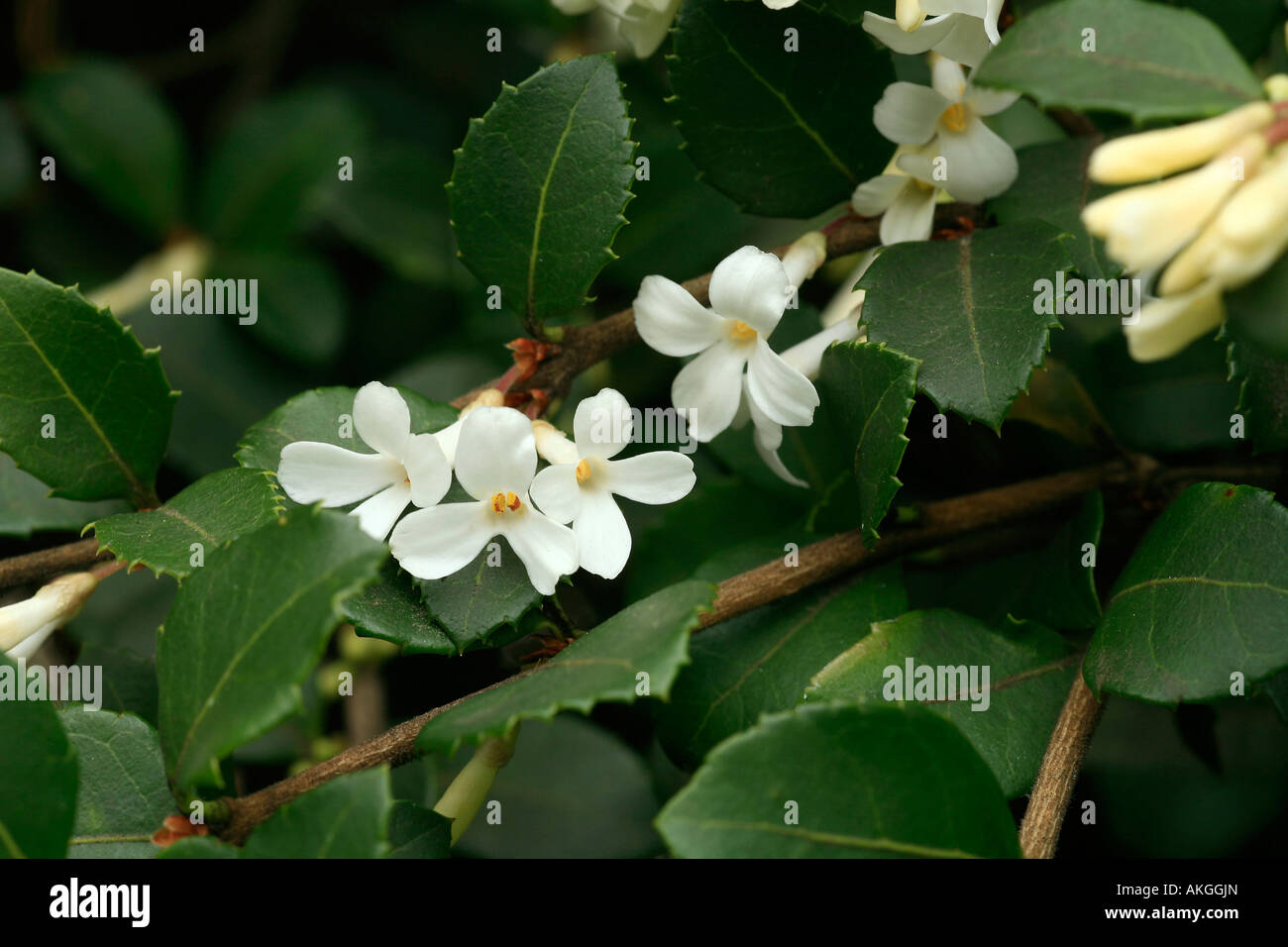 Osmanthus delavayi Foto Stock