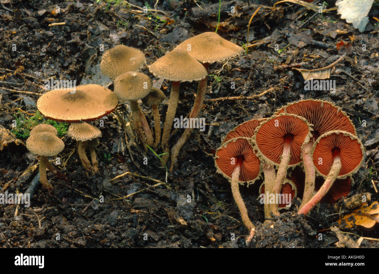 Rosso-senza branchie agaricus (Melanophyllum haematospermum, Melanophyllum echinatum), il gruppo al suolo della foresta, in Germania, in Renania settentrionale-W Foto Stock