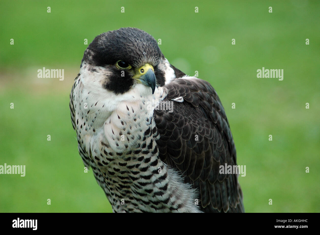 Falco pellegrino Foto Stock