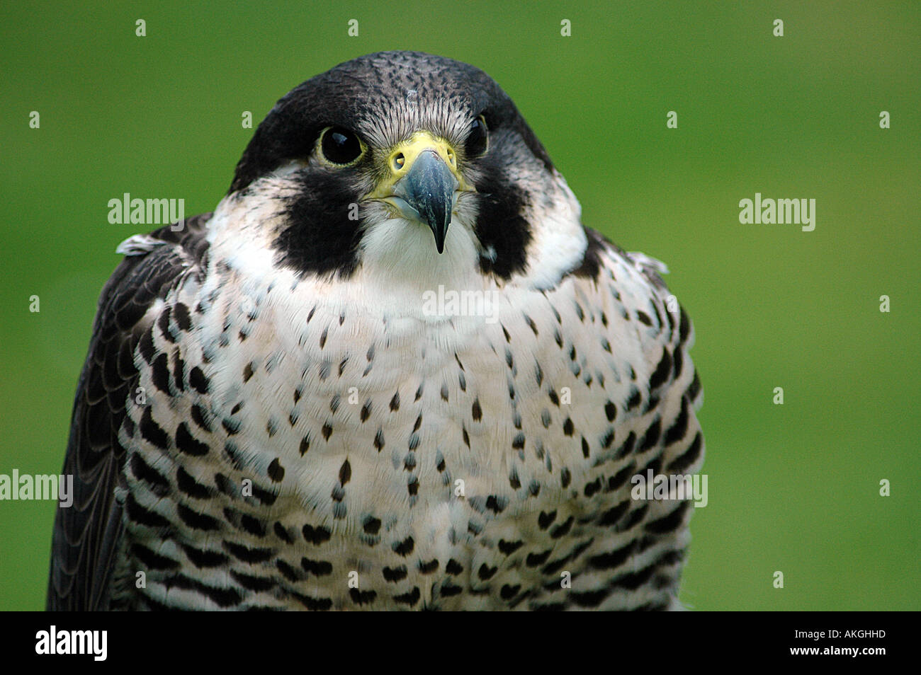 Falco pellegrino Foto Stock