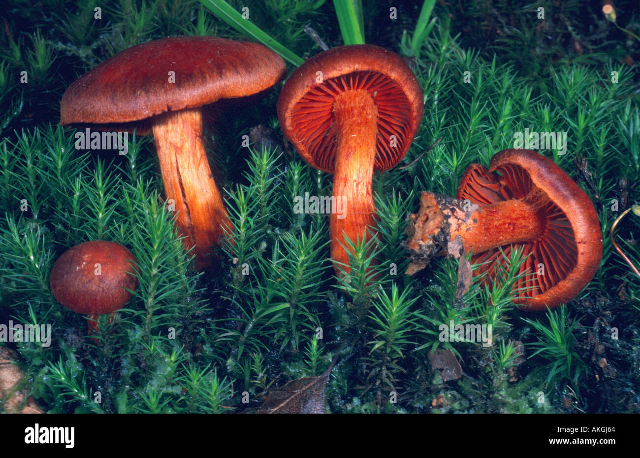 Bloodred webcap (Cortinarius sanguineus, Cortinarius puniceus), quattro corpi fruttiferi tra moss, Germania, Eifel Foto Stock