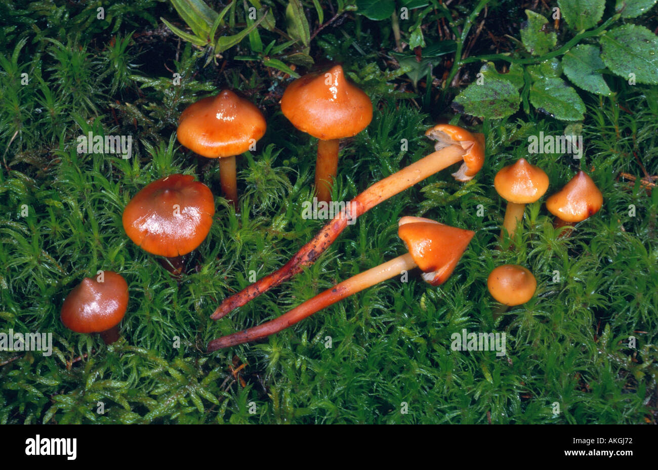 Rootshank (Phaeocollybia christinae), gruppo tra moss Foto Stock