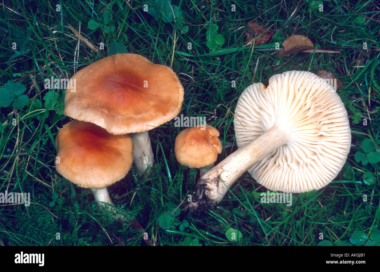 Prato waxcap (Hygrocybe pratensis Camarophyllus pratensis), quattro corpi fruttiferi su un prato, Germania, Hesse, Cassel Foto Stock
