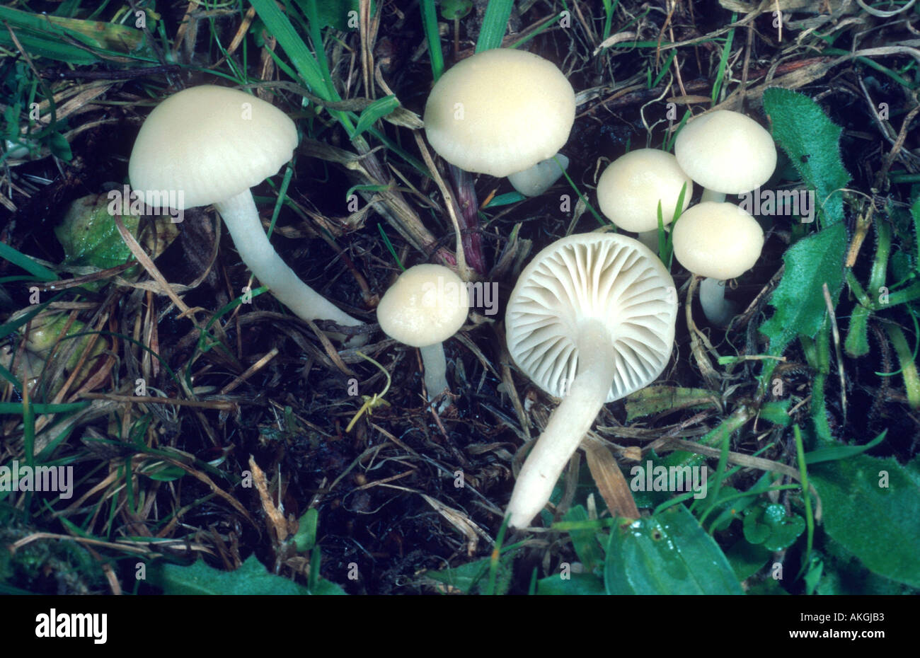 Snowy waxcap (Hygrocybe virginea, Camarophyllus virgineus, Camarophyllus niveus), gruppo su un prato, Germania, Hesse, Cassel Foto Stock