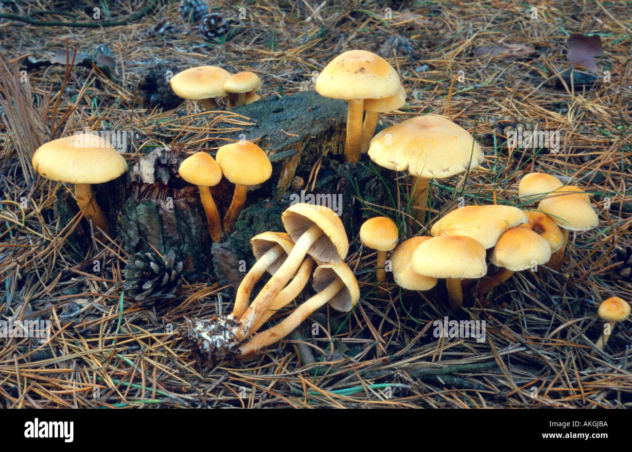 Ciuffo di conifere (Hypholoma capnoides), gruppo su deadwood, Belgio Foto Stock