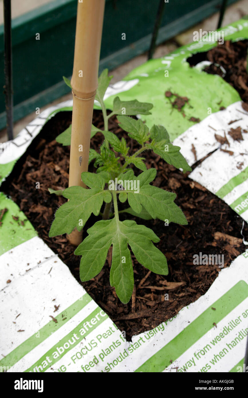 LYCOPERSICON esculentum. Pomodoro. MONEYMAKER. Giovane pianta che cresce in un GROWBAG. Foto Stock