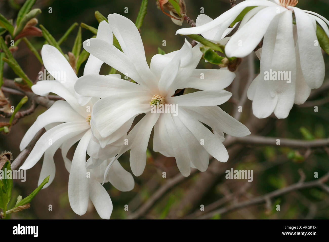 Magnolia stellata 'Royal Star' Foto Stock