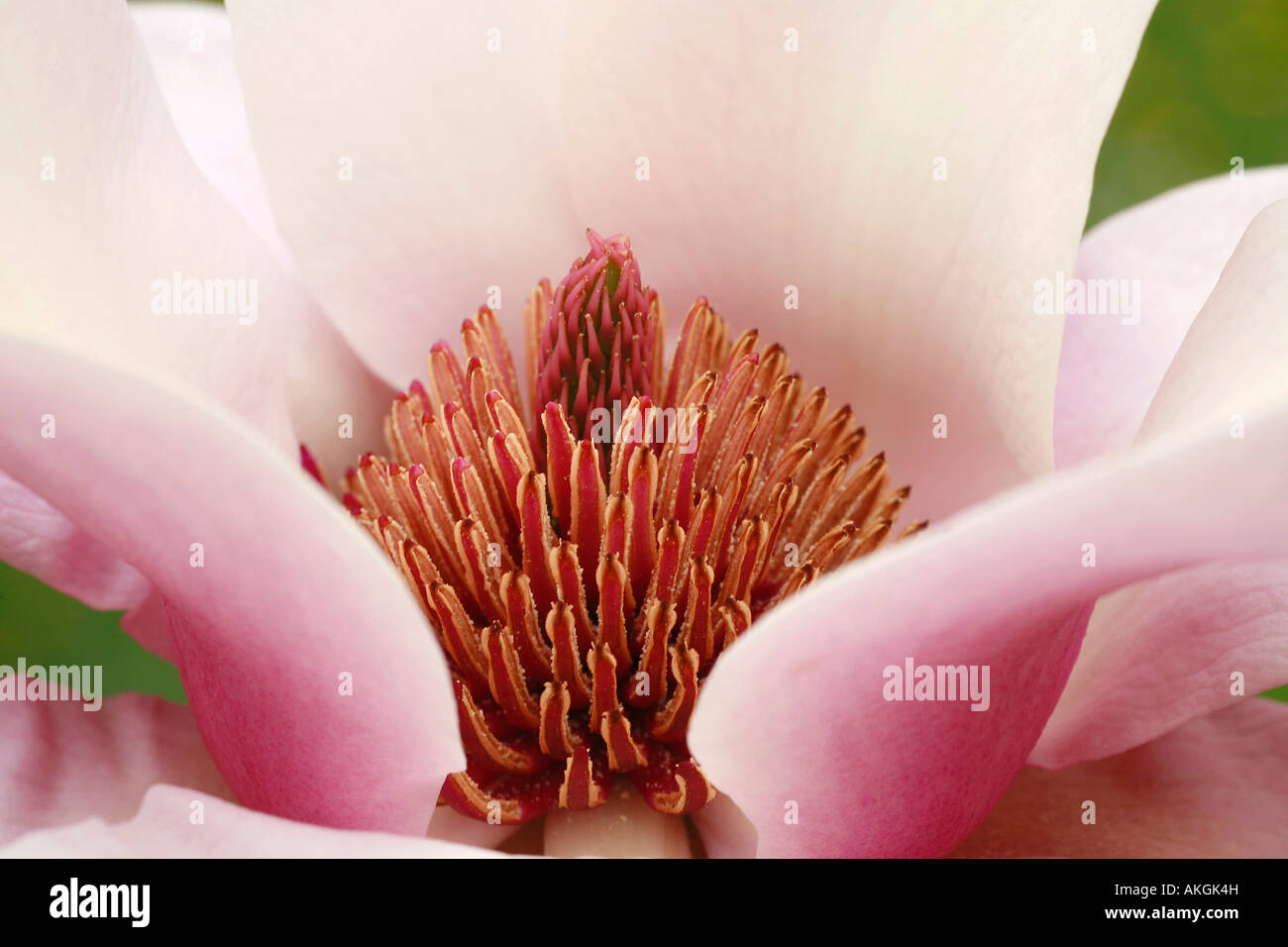 Magnolia "guerre stellari" Foto Stock