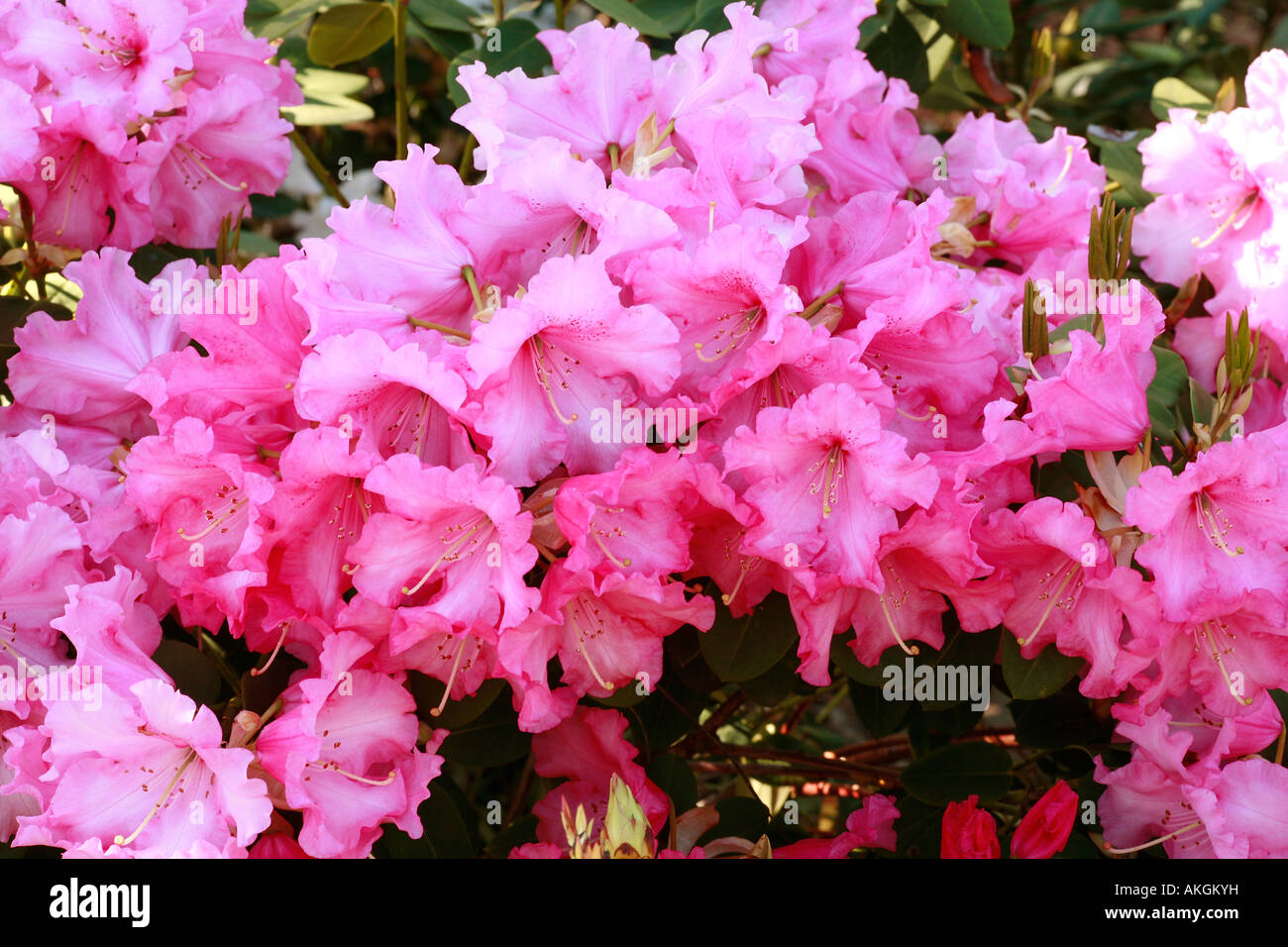 Rhododendron 'Karin' Foto Stock