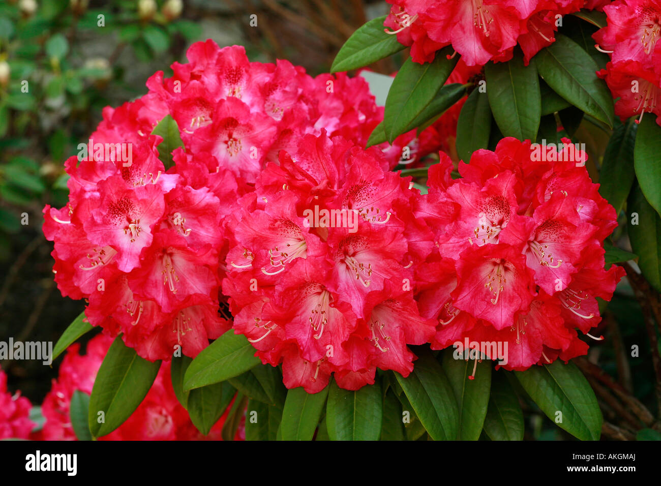 Rhododendron insigne "Berliner Liebe" Foto Stock