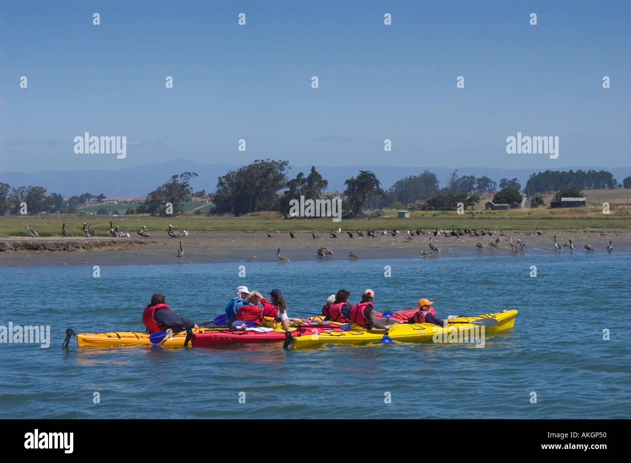 Kayak di mare a Elkhorn Slough nazionali di ricerca di estuario preservare Moss Landing Monterey County in California Foto Stock