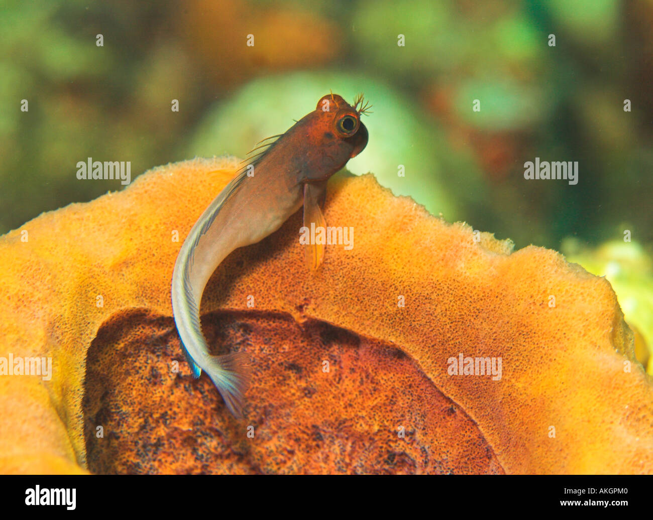 Bavosa labbro rosso Foto Stock