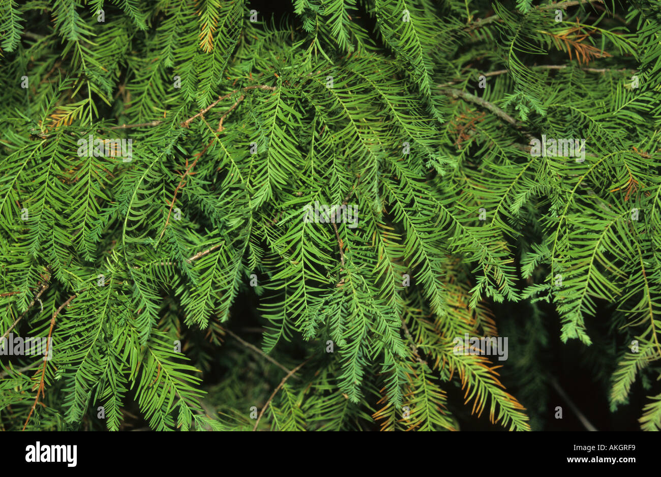 Swamp Cypress Taxodium distichum germogli Foto Stock