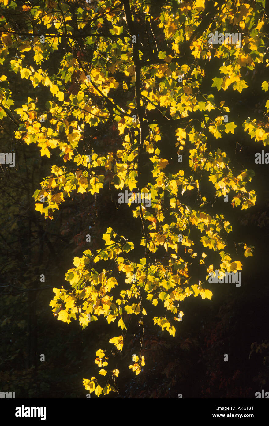 Striped Maple Acer pensylvanicum retroilluminato in caduta colore di autunno Appalachian s USA Foto Stock