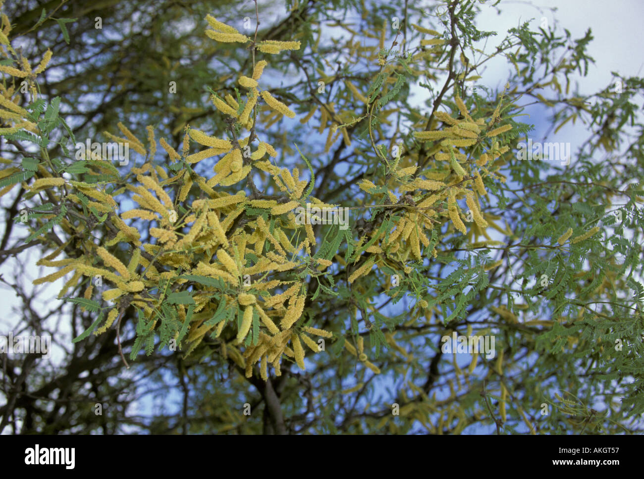 Mesquite Screwbean Tree Prosopis pubescens deserto dell Arizona USA S Foto Stock