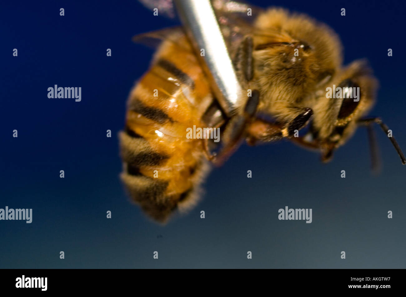 Bee tenutasi a pinzette a molla Foto Stock