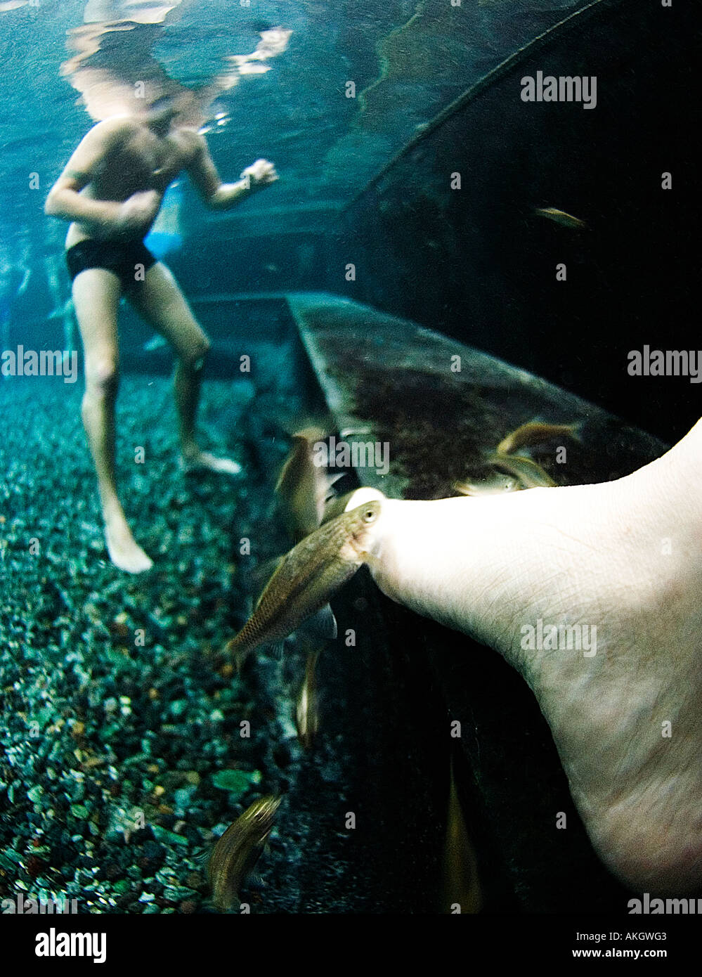 La terapia di pesce Spa Kangal Anatolia centrale Turchia una combinazione di acqua termale a 37 gradi e di pesce che nibble sci Foto Stock
