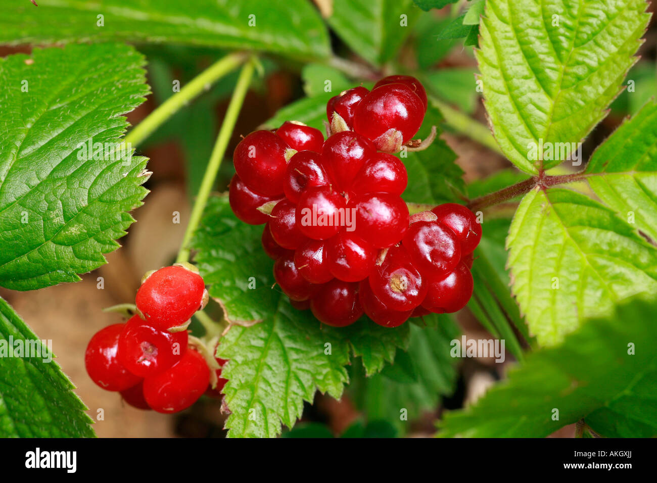Rubus saxatilis Foto Stock