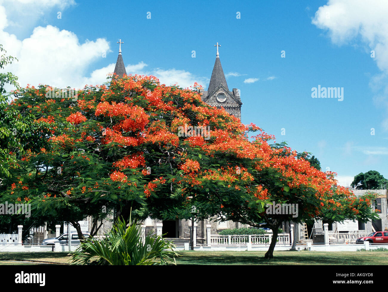 Flamboyant tree con i suoi splendidi fiori rossi St Kitts dei Caraibi Foto Stock