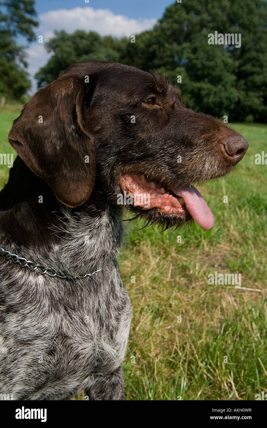 Wirehair tedesco Foto Stock