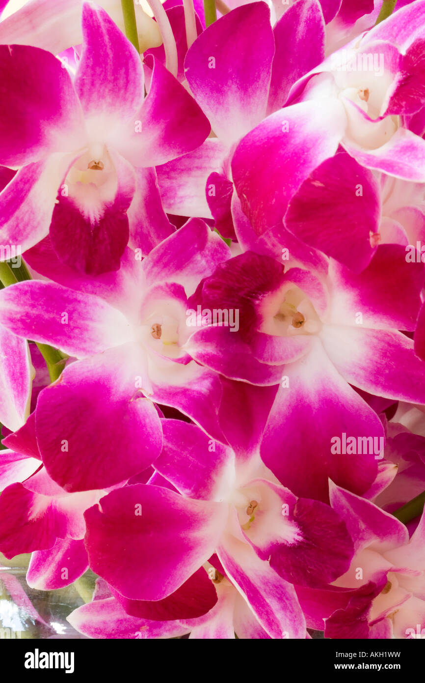 Primo piano di un mazzo di fiori di rosa fiori di orchidea Orchidaceae Foto Stock
