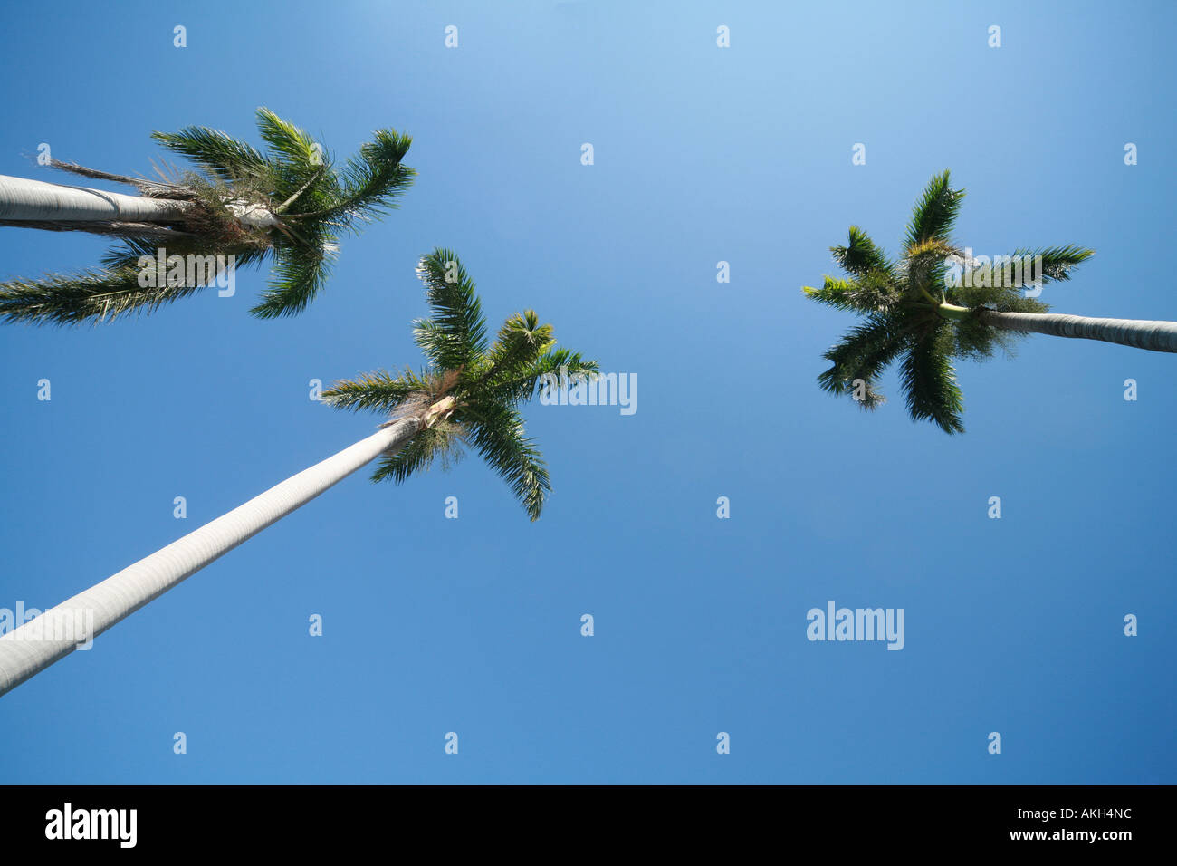 Palmtree contro sky Foto Stock