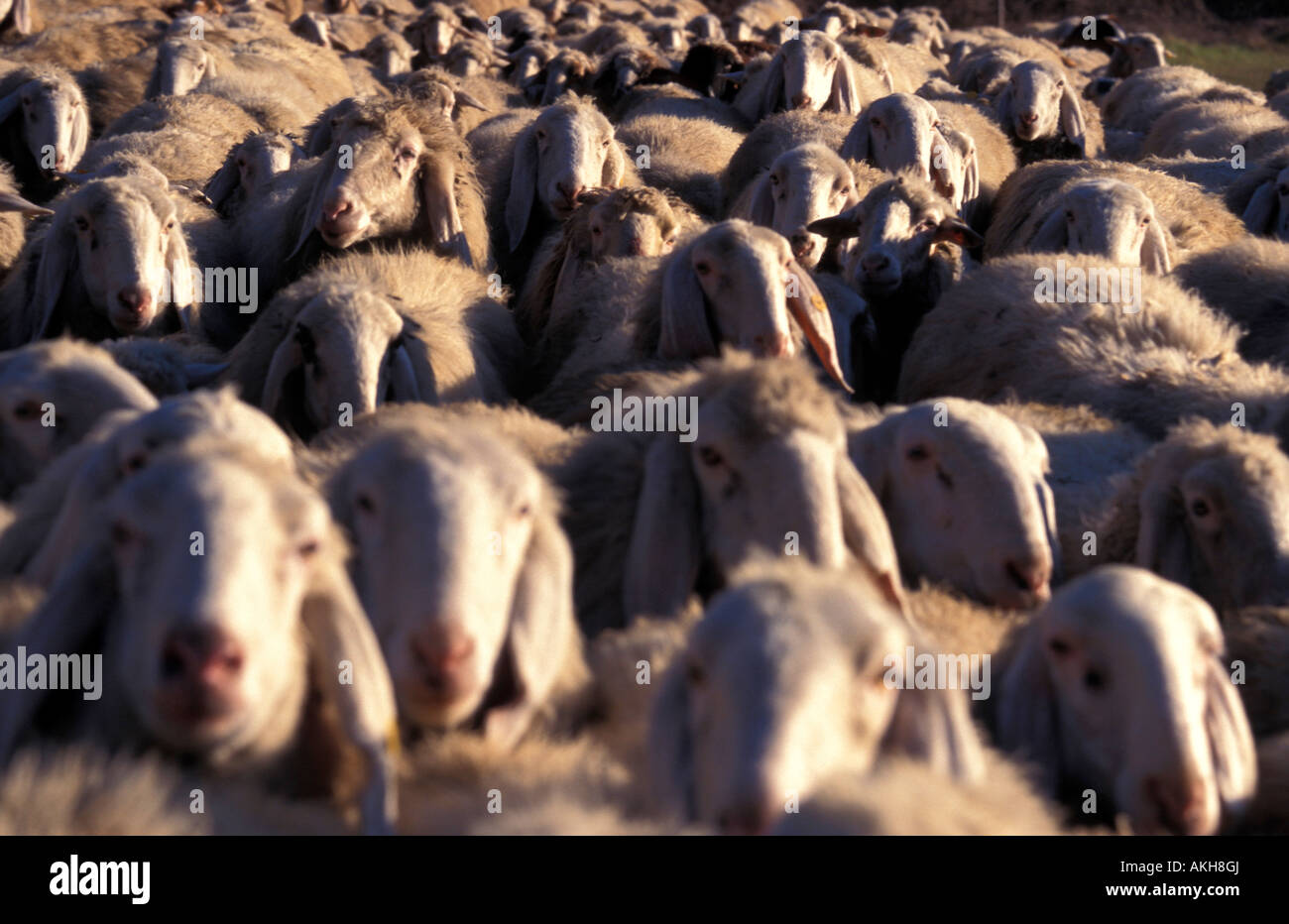 Gregge di pecore, Lago di Loppio area protetta, Trentino Alto Adige, Italia Foto Stock