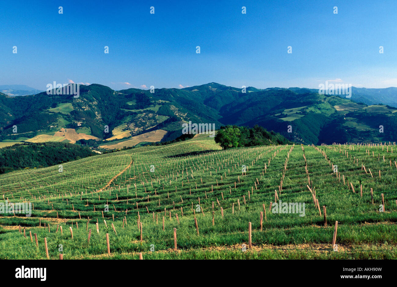 Campagna, Rocca San Casciano, Emilia Romagna, Italia Foto Stock