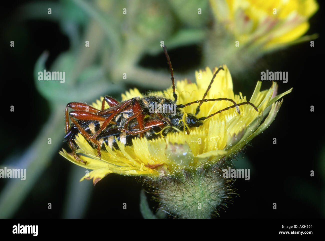 Longhorn Coleotteri, Famiglia Cerambycidae. Coppia coniugata in fiore Foto Stock