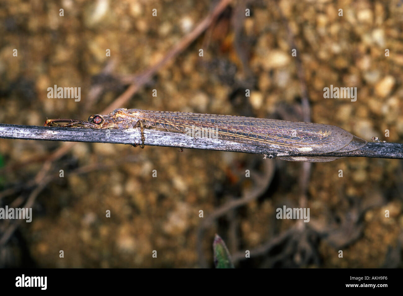 Ant-lion, Myrmeleon formicarius. Sullo stelo Foto Stock