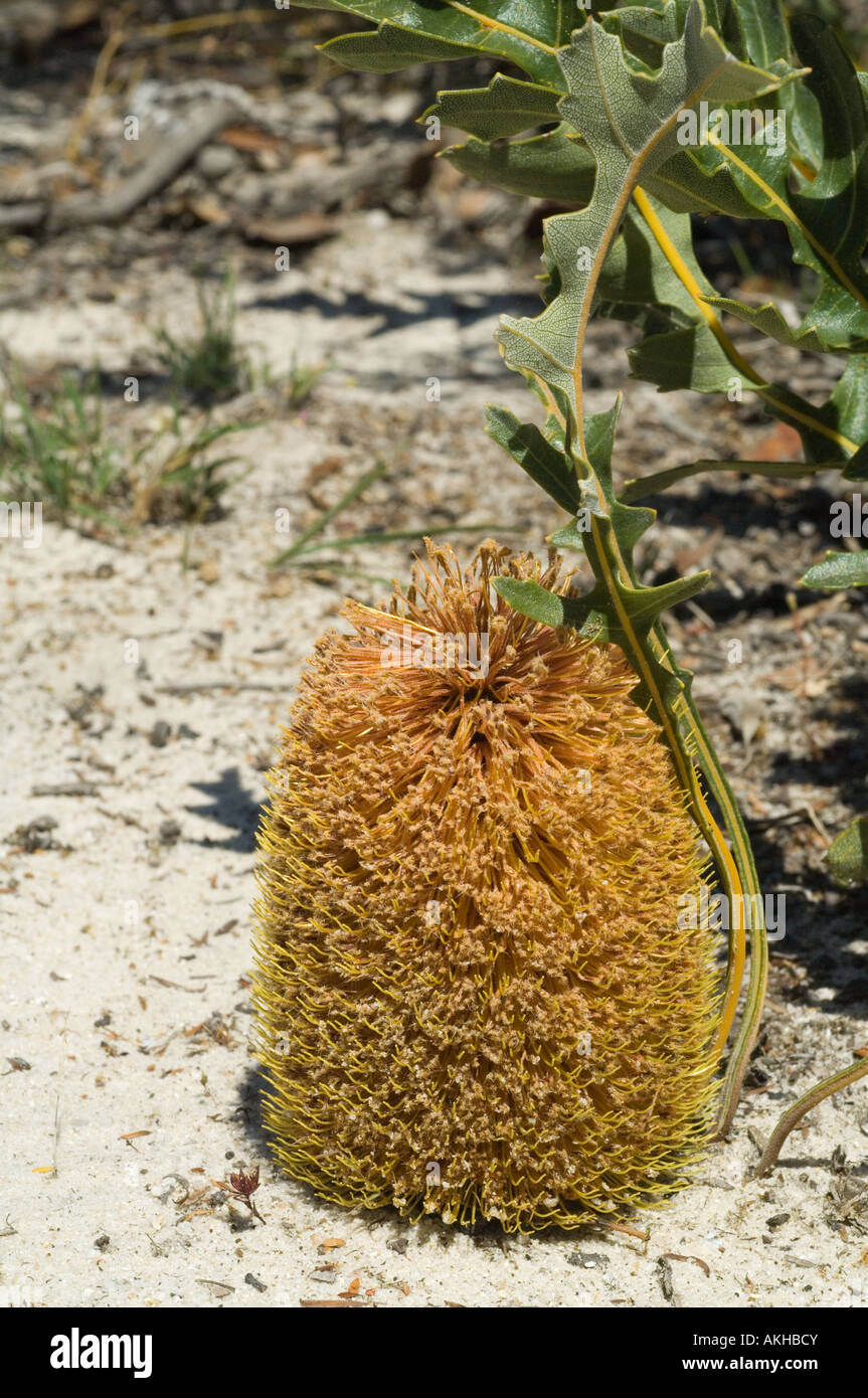 Banksia strisciante (Banksia repens) con infiorescenza completamente aperto di fiori e foglie, Fitzgerald River National Park, Western AU Foto Stock