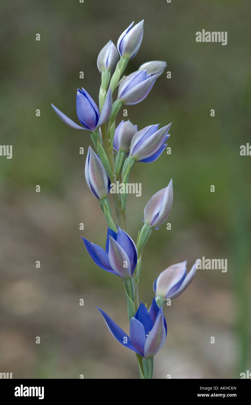 Sun profumata Orchidea (Thelymitra macrophylla) fiore spike, Mount Barker, Western Australia, Ottobre Foto Stock