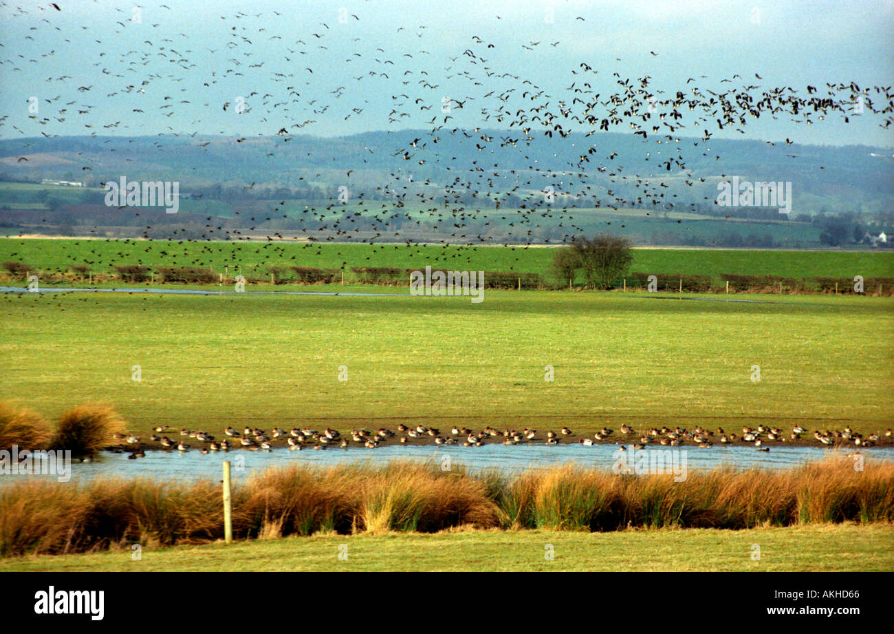 Stormi di uccelli sul fiume Severn in Gloucestershire Foto Stock