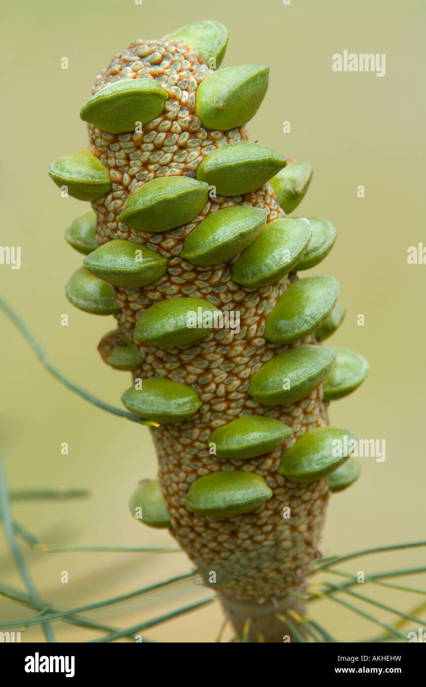 Pino (Banksia Banksia tricuspis) coni fruttiferi, Banksia Farm, Mount Barker, Western Australia, Ottobre Foto Stock